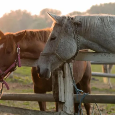 公寓 Volenter Lux Duna